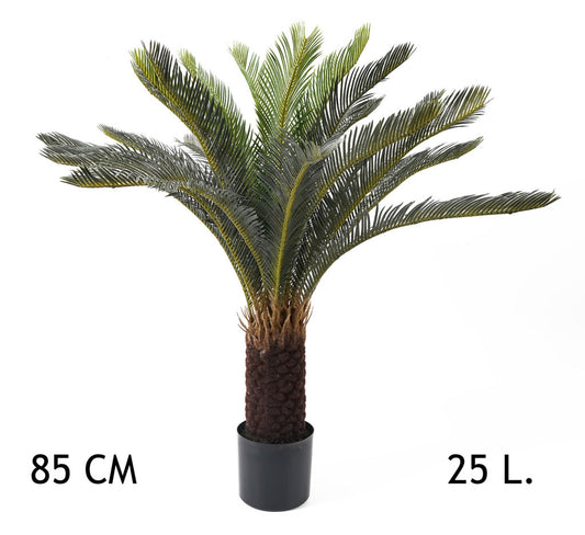 CYCAS PÁLMA 25LEV. 85CM