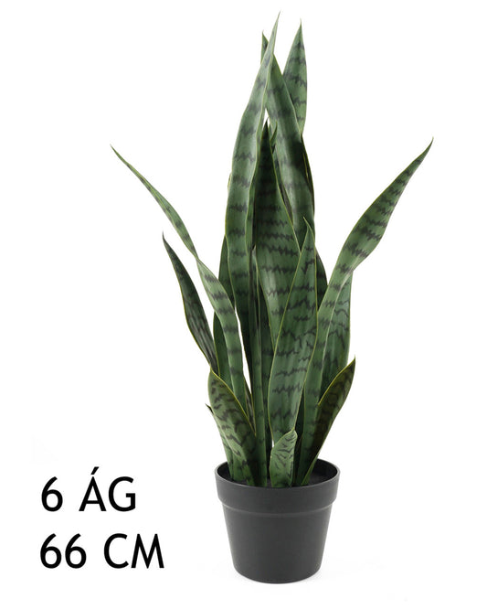 ANYÓSNYELV ZÖLD 6ÁG 66CM