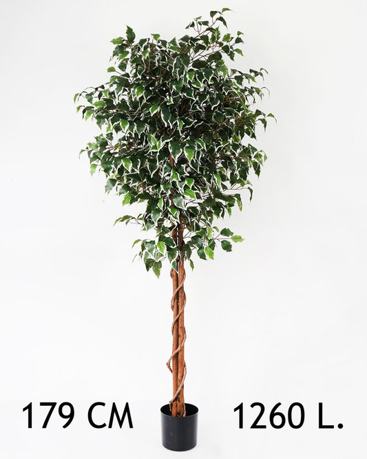 FIKUSZFA TARKA1260L179