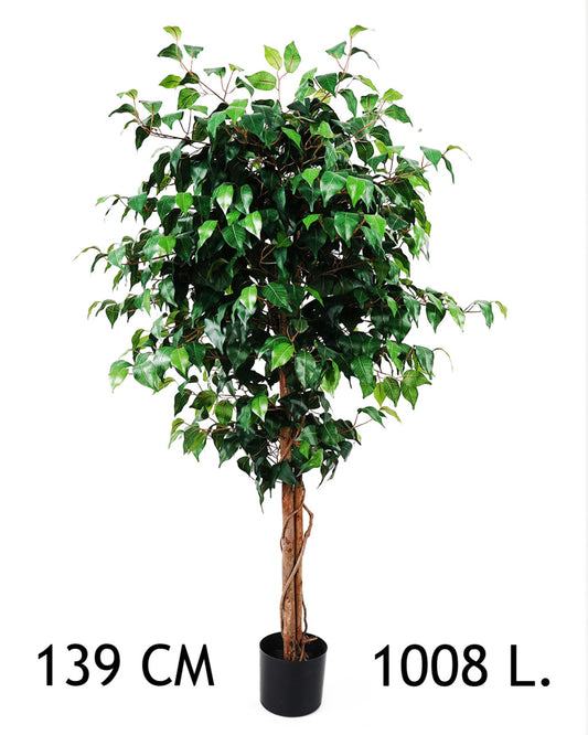 FIKUSZFA ZÖLD 1008L139