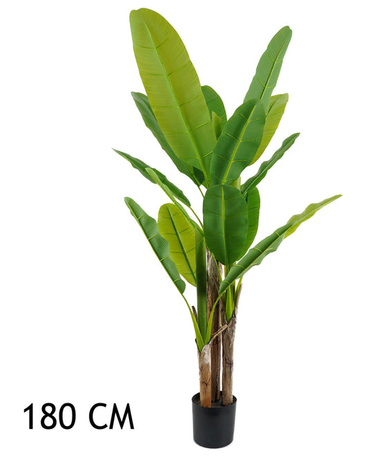 BANÁN FA ZÖLD 3TÖRZS 180CM