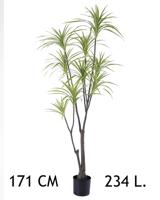 DRACÉNA 234LEVÉL 171CM