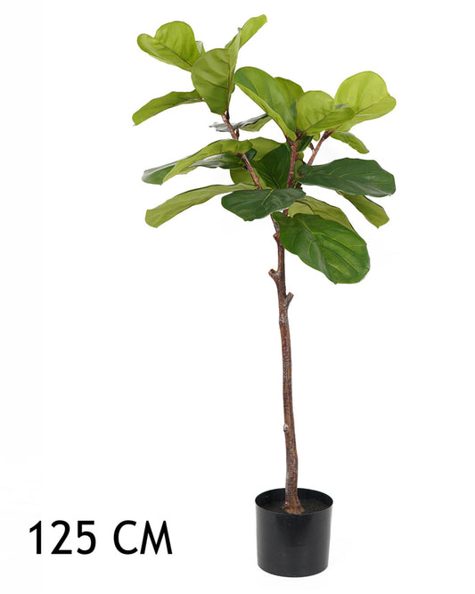 FIKUSZFA ZÖLD 125CM