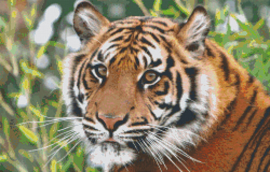 Pixel szett 20 normál alaplappal, színekkel, tigris (820079)
