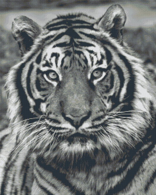 Pixel szett 36 normál alaplappal, színekkel, tigris (836024)
